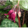 Stopowiec 'Spotty Dotty' Podophyllum
