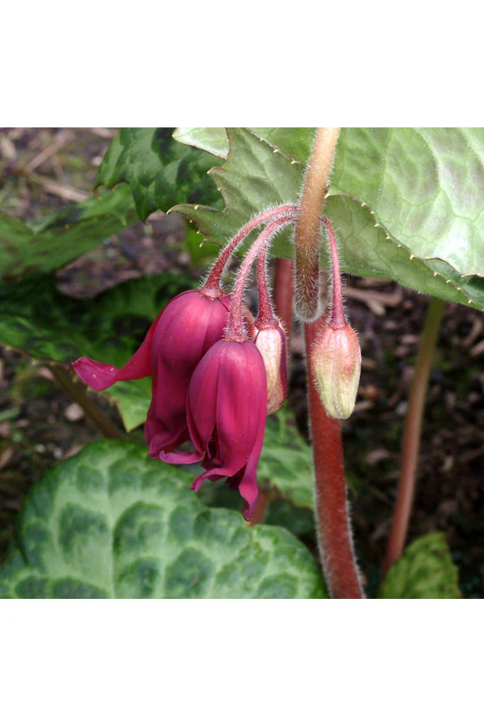 Stopowiec 'Spotty Dotty' Podophyllum