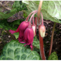 Stopowiec 'Spotty Dotty' Podophyllum