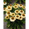 Jeżówka 'Meditation Lime' | Echinacea