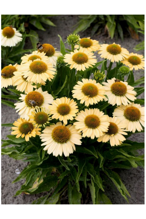Jeżówka 'Meditation Lime' | Echinacea