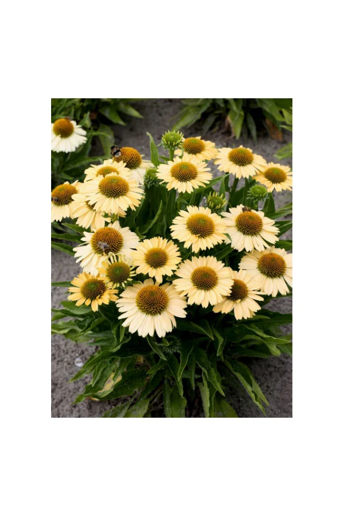 Jeżówka 'Meditation Lime' | Echinacea