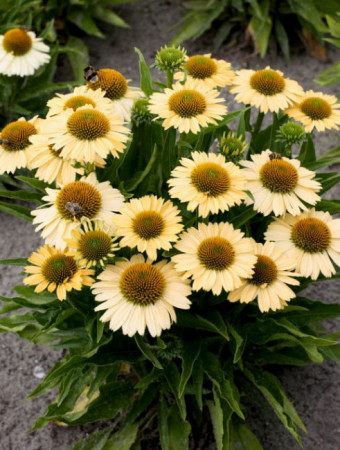 Jeżówka 'Meditation Lime' | Echinacea