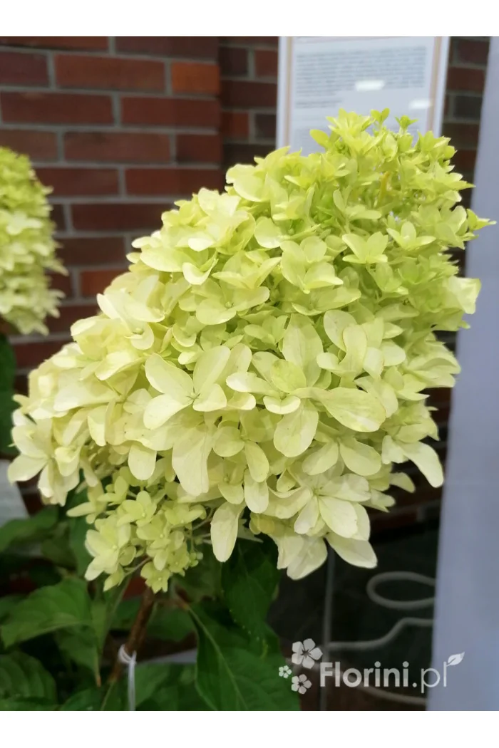 Hortensja bukietowa 'Skyfall' | Hydrangea paniculata