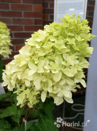 Hortensja bukietowa 'Skyfall' | Hydrangea paniculata