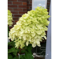 Hortensja bukietowa 'Skyfall' | Hydrangea paniculata