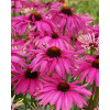Jeżówka 'Purple Emperor' | Echinacea