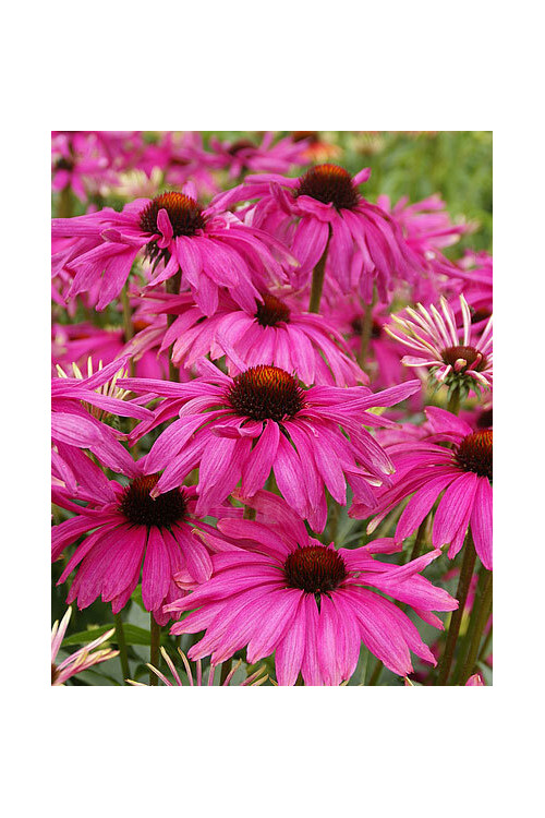Jeżówka 'Purple Emperor' | Echinacea