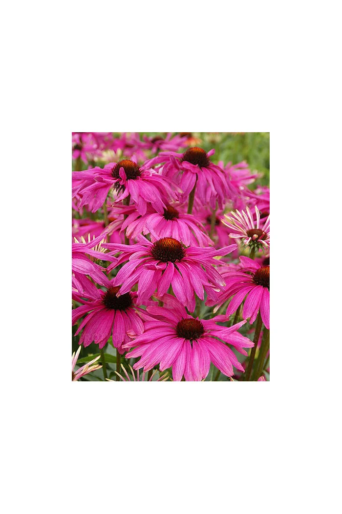 Jeżówka 'Purple Emperor' | Echinacea