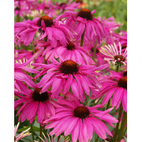 Jeżówka 'Purple Emperor' | Echinacea