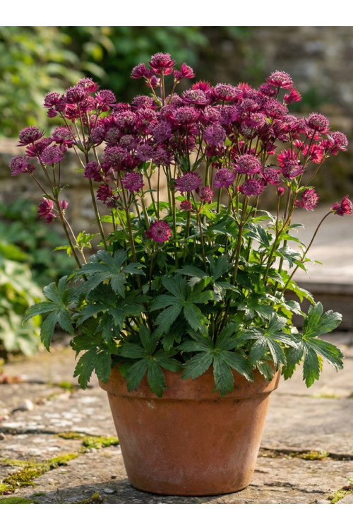 Jarzmianka 'Star of Love' | Astrantia
