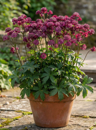 Jarzmianka 'Star of Love' | Astrantia