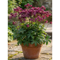 Jarzmianka 'Star of Love' | Astrantia