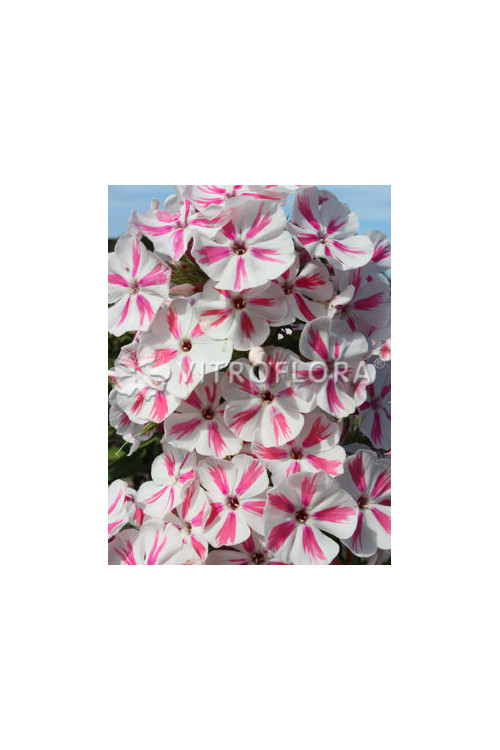 Floks wiechowaty 'Twister' Phlox panniculata