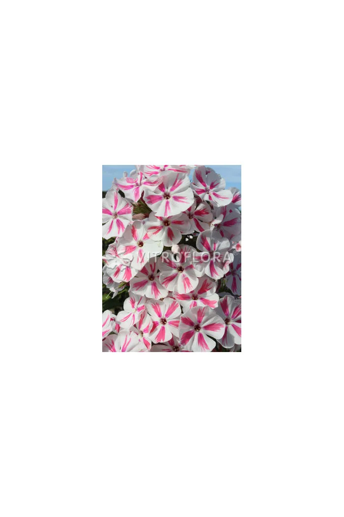 Floks wiechowaty 'Twister' Phlox panniculata