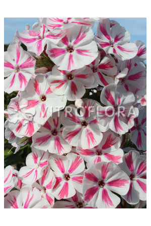 Floks wiechowaty 'Twister' Phlox panniculata