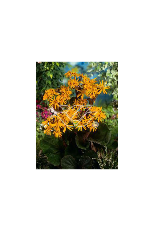 Języczka pomarańczowa 'Desdemona' | Ligularia dentata