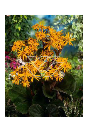 Języczka pomarańczowa 'Desdemona' | Ligularia dentata
