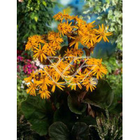 Języczka pomarańczowa 'Desdemona' | Ligularia dentata