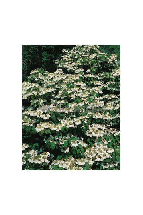 Kalina japońska 'Lanarth' Viburnum plicatum