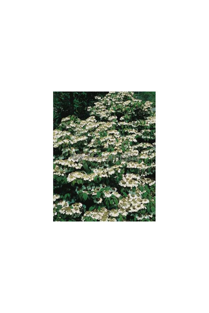 Kalina japońska 'Lanarth' Viburnum plicatum