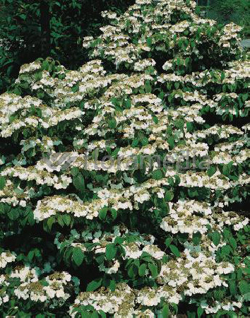 Kalina japońska 'Lanarth' Viburnum plicatum