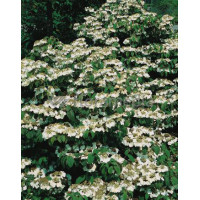 Kalina japońska 'Lanarth' Viburnum plicatum