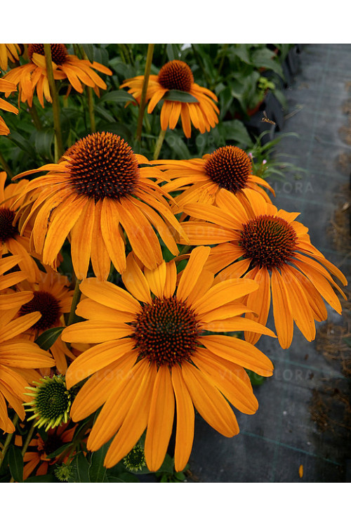 Jeżówka 'Honey Skipper' | Echinacea