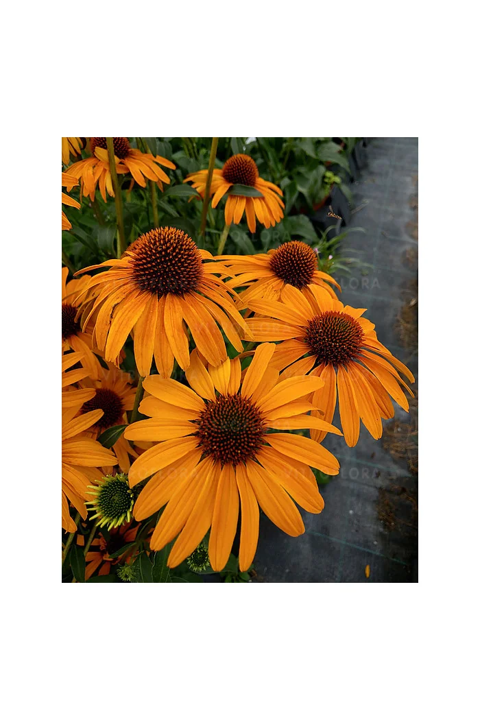 Jeżówka 'Honey Skipper' | Echinacea