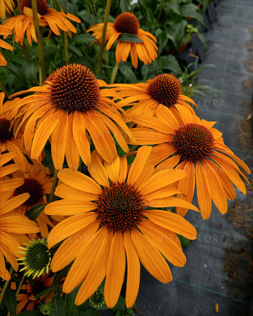 Jeżówka 'Honey Skipper' | Echinacea