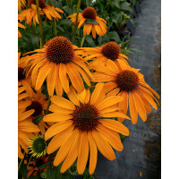 Jeżówka 'Honey Skipper' | Echinacea