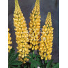 Łubin trwały 'Chandelier' Lupinus polyphyllus