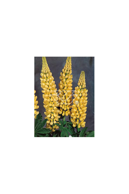 Łubin trwały 'Chandelier' Lupinus polyphyllus