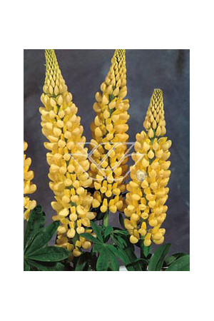 Łubin trwały 'Chandelier' Lupinus polyphyllus