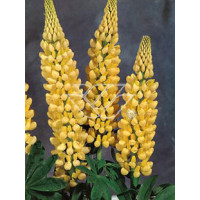 Łubin trwały 'Chandelier' Lupinus polyphyllus