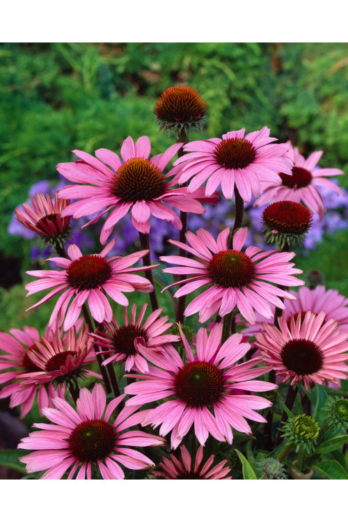 Jeżówka purpurowa 'Magnus' | Echinacea purpurea