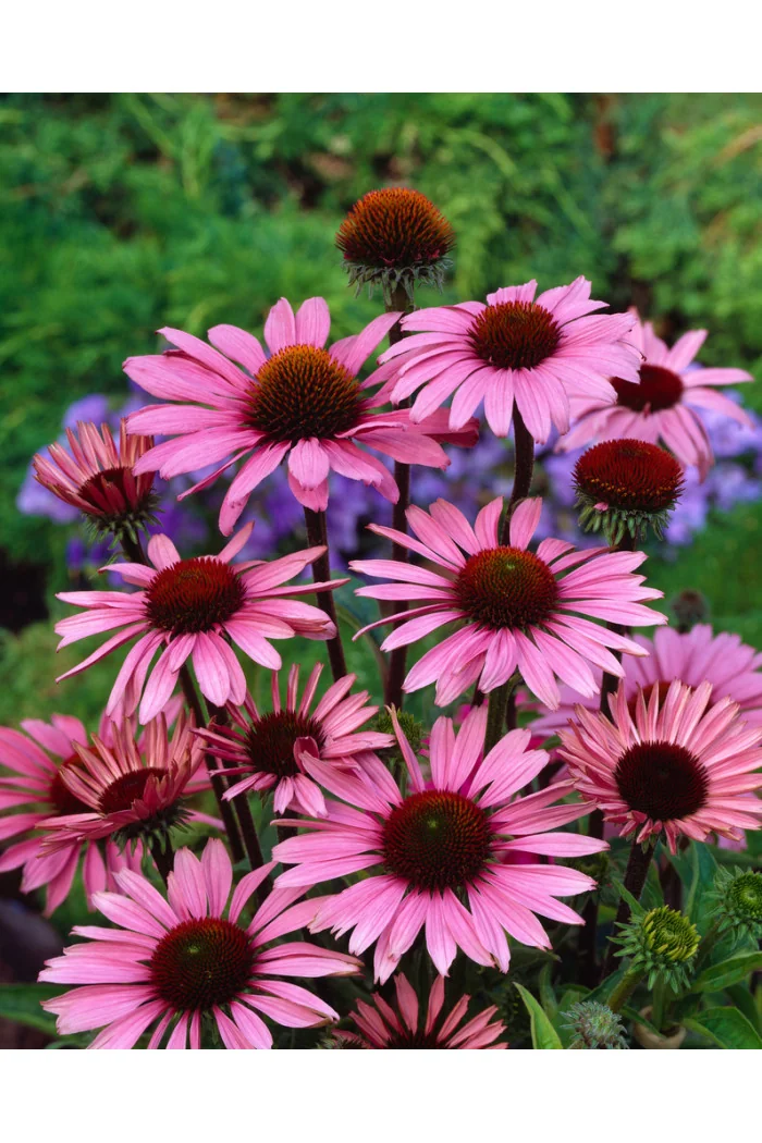 Jeżówka purpurowa 'Magnus' | Echinacea purpurea
