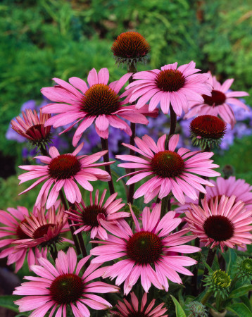Jeżówka purpurowa 'Magnus' | Echinacea purpurea