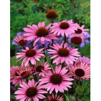 Jeżówka purpurowa 'Magnus' | Echinacea purpurea