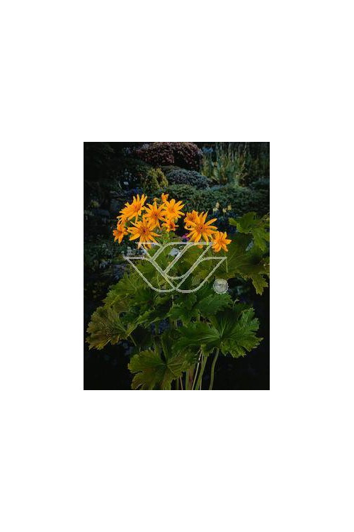 Języczka palmatiloba Ligularia palmatiloba