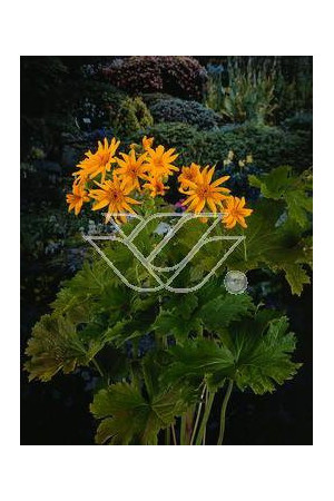 Języczka palmatiloba Ligularia palmatiloba