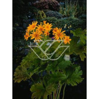 Języczka palmatiloba Ligularia palmatiloba