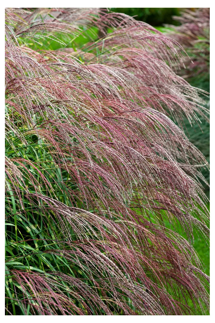 Miskant chiński 'Little Zebra' | Miscanthus sinensis