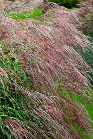 Miskant chiński 'Little Zebra' | Miscanthus sinensis