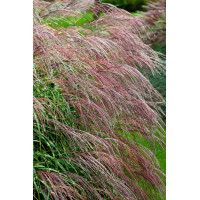 Miskant chiński 'Little Zebra' | Miscanthus sinensis