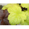 Żurawka 'Lime Time' Heuchera