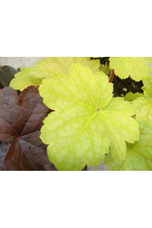 Żurawka 'Lime Time' Heuchera