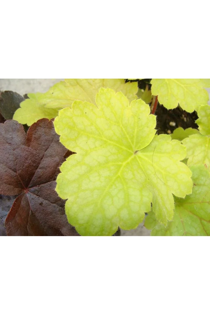 Żurawka 'Lime Time' Heuchera