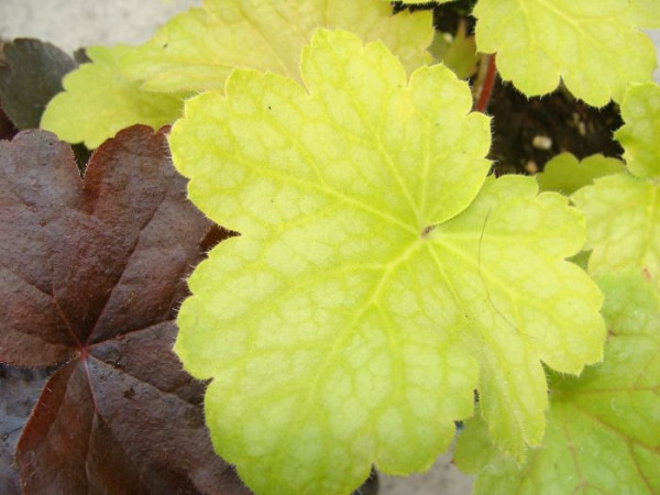 Żurawka 'Lime Time' Heuchera