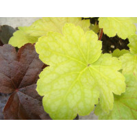 Żurawka 'Lime Time' Heuchera